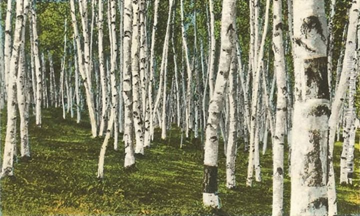 Norman Parkinson White Birch Forest, Wisconsin